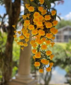 Maxicrop Liquid Seaweed (Kelp Extract, 32 Oz 32 71VUWAkRqsL