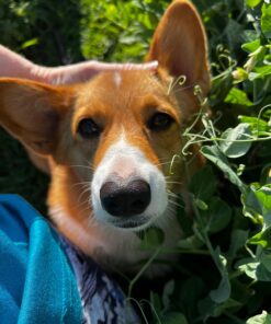 FRONTLINE® Plus for Dogs Flea and Tick Treatment (Medium Dog, 23-44 lbs.) 6 Doses (Blue Box) 6 count 19 71VVqPCRvWL