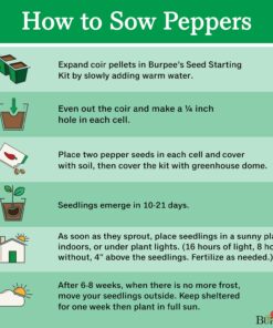 Burpee Big Guy Hot Pepper Seeds 30 seeds 9 71VX9B0Z8XL