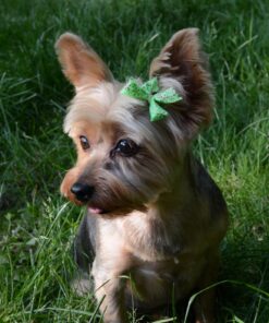 Nutramax Dasuquin with MSM Joint Health Supplement for Small to Medium Dogs - With Glucosamine, MSM, Chondroitin, ASU, Boswellia Serrata Extract, and Green Tea Extract, 150 Chewable Tablets 150 Count (Pack of 1) 37 71VXZvFWNL