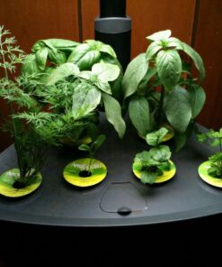 AeroGarden Classic 6 with Gourmet Herb Seed Pod Kit 51 71VZygeWyEL