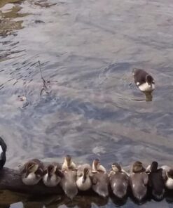 NaturesPeck® Dried Mealworms (11-22-44 lbs) Non-GMO High Protein Treats for Chickens & Wild Birds 11.00 Pound (Pack of 1) 16 71VaGHvinUL