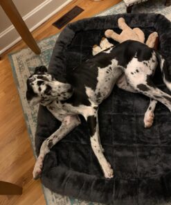 MidWest Homes for Pets 54L-Inch Gray Dog Bed or Cat Bed w/ Comfortable Bolster | Ideal for Giant Dog Breeds (Great Dane / Mastiff) & Fits a 54-Inch Dog Crate Grey 35 71VasomSwbL