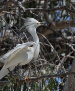 Holy Stone GPS Drone with 1080P HD Camera FPV Live Video for Adults and Kids, Quadcopter HS110G Upgraded Version, 2 Batteries, Altitude Hold, Follow Me and Auto Return, Easy to Use for Beginner 110G Drone 43 71VbHDN6KOL