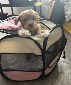 PET4FUN PN935 29" Portable Pet Puppy Dog Cat Animal Playpen Yard Crates Kennel w/Premium 600D Oxford Cloth, Tool-Free Setup, Carry Bag, Removable Security Mesh Cover/Shade, 2 Storage Pockets(Pink) Upgrade Version: 29" x 29" x 17" Medium Pink 42 71VexJxEwL