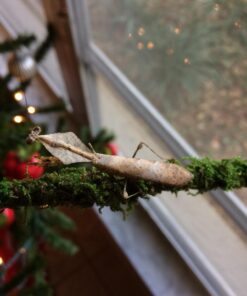 Galápagos (05320) Mossy Terrarium Sticks 18" (Pack of 6) 18" Green 20 71VfAWdrmL