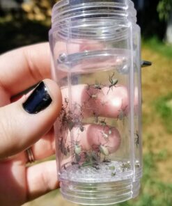 Nature Bound Bug Catcher Toy, Eco-Friendly Bug Vacuum, Catch and Release Indoor/Outdoor Play, Ages 6+ Retail Packaging 27 71Vg0mlnhnL