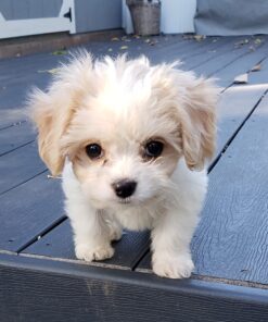 Petmate Ultra Vari Dog Kennel for Small to Medium Dogs (Durable, Heavy Duty Dog Travel Crate, Made with Recycled Materials, 28 in. Long) 25 to 30 lbs, Made in USA TAUPE/BLACK 28" 37 71VgRPv5xL