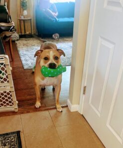 Dog Bark Collar, DINJOO Bark Collar for Large Medium Small Dogs,Smart Bark Collar,Rechargeable Anti Barking Training Collar with 8 Adjustable Sensitivity,Bark Shock Collar with Beep (Black) Black 41 71VhtbKoW3L