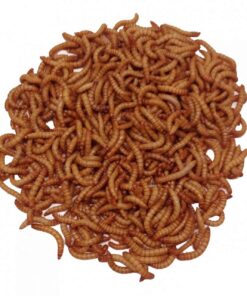 Giant Mealworms Live 500 for Reptile, Birds, Chickens, Fish Food by Abdragons