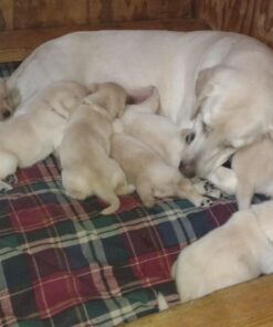 Purina Pro Plan High Calorie, High Protein Dry Dog Food, 30/20 Chicken & Rice Formula - 37.5 lb. Bag 37.50 Pound (Pack of 1) 33 71Vioqq99WL