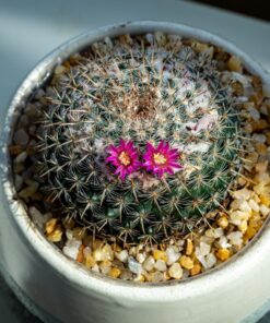 Espoma Organic 8 Ounce Concentrated Indoor! Plant Food - Indoor Plant Fertilizer for Large & Small Plants Like Pothos, Fiddle Leaf Fig, Monstera, Snake & Palms 34 71Vjgv854UL 5