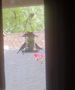 Wagner's 13008 Deluxe Wild Bird Food, 10 lb Bag Original Version 31 71VkOJoNxsL