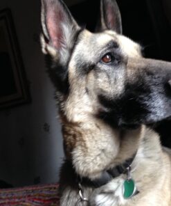 K9 Advantix II XL Dog Vet-Recommended Flea, Tick & Mosquito Treatment & Prevention | Dogs Over 55 lbs. | 4-Mo Supply 4 Pack XL Dog only 29 71VlPdiITKL