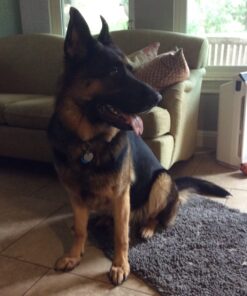 Boshel Dog Nail Clippers and Trimmer with Safety Guard to Avoid Over-Cutting Nails & Free Nail File - Razor Sharp Blades - Sturdy Non Slip Handles - for Safe, Professional at Home Grooming Large/Medium 38 71VoR4ElA7L