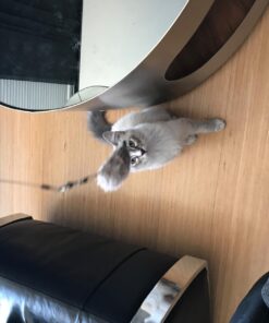 Go Cat Cat Catcher Teaser Wand with Mouse Cat Toy 23 71VofAknhuL