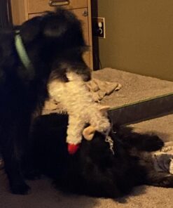 Multipet Plush Dog Toy, Lambchop, 10", White/Tan, Small 10" 32 71Vp htZs3L