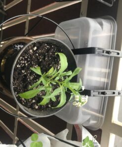 Panacea 89049 Ring Over The Deck Adjustable Flower Pot Holder, Black, 8-Inch 20 71VqBm3qHL