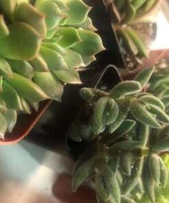 Shop Succulents | Unique Collection of Live Succulent Plants, Hand Selected Variety Pack of Mini Succulents | Collection of 12 6-Pack 47 71VqnzNtzCL