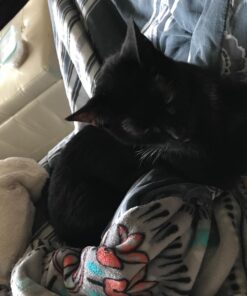 Natural Balance Limited Ingredient Adult Grain-Free Dry Cat Food, Reserve Duck & Green Pea Recipe, 10 Pound (Pack of 1) 10.00 Pound (Pack of 1) 12 71Vrb WEXdL