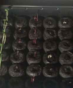 Survival Essentials Garden Heirloom Seed Vault, 100 Variety, Over 17,500 Vegetable, Fruit, and Herbs Seeds, Non-GMO, Non-Hybrid, Plus Free Microgreens Kit 55 71VtEyAznAL