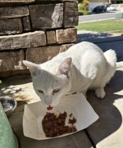 Meow Mix Tender Favorites Wet Cat Food, Poultry & Beef Variety Pack, 2.75 Ounce (Pack of 24) (Packaging May Vary) Variety Pack: Poultry & Beef 2.75 Ounce (Pack of 24) 37 71VxtvE5ajL