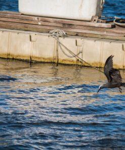 Canon EF-S 55-250mm f/4.0-5.6 is II Telephoto Zoom Lens Base Standard Packaging 47 71Vz6KiMPXL