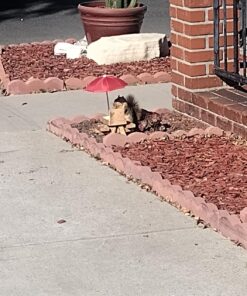 Kaytee Backyard Wildlife Food Blend For Wild Squirrels, Chipmunks, Rabbits and Other Backyard Wildlife, 5 Pound 5 Pound (Pack of 1) 25 71W Fe0hcuL