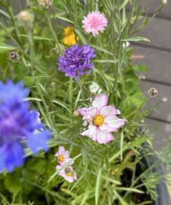 Hummingbird Nectar Wildflower Seeds Bulk Open-Pollinated Wildflower Seed Mix Packet, Non-GMO, No Fillers, Annual, Perennial Wildflower Seeds Year Round Planting - 1 oz 72 71W0s8EVFbL