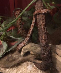 Fluker's Repta Vines for Reptiles and Amphibians Terrariums - Red Coleus 15 71W1TZVsSXL