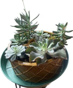 Shop Succulents Unique Succulent Plant Pack Bulk Collection - Live Mini Succulent Plants, Low Maintenance, Exceptional Colors & Textures - Wedding and Party Favors, Gift & Garden, Pack of 20 20-Pack Succulent Packs 53 71W1b5nW8NL