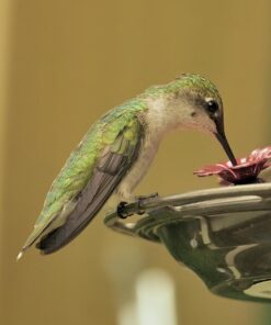 More Birds Red Jewel Hummingbird Feeder, Glass Hummingbird Feeders for Outdoors, 5 Feeding Stations, 20 Ounces Standard Packaging 35 71W3h6pcBeL