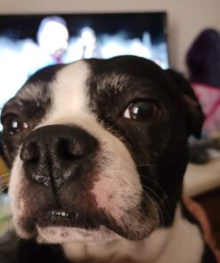 TCL 32-inch 1080p Roku Smart LED TV - 32S327, 2019 Model TV 32S327 47 71W4Hz5k9L