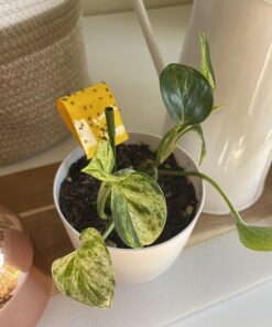 Safer Brand 5026 Houseplant Sticky Stake Insect Traps for Indoor Plants - Controls Fungus Gnats, Whiteflies, Midges, Thrips, Fruit Flies, and Black Flies - 1 Pack, 7 Traps 35 71W5FwX98L