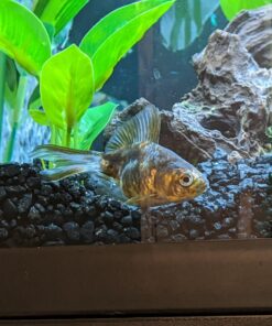 API General Cure Freshwater and Saltwater Fish Powder Medication 10-Count Box 1 22 71W6KJQy6TL