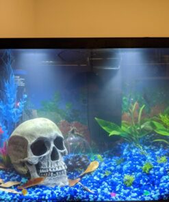 SunGrow 50 pcs Catappa Indian Almond Leaves for Betta Fish Tank Aquarium, 2” Water Conditioner Leaves, Leaf Also Suitable for Shrimp, Goldfish, Guppy and Frogs 50 Leaves 48 71W6TrmlzUL