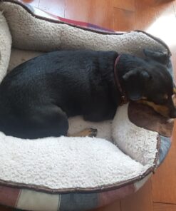 RESCUE! Fly TrapStik – Indoor Hanging Fly Trap Green 24 71W7RLz29mL