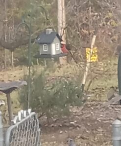 Wagner's 62032 Cardinal Blend Wild Bird Food, 6-Pound Bag 1-Pack 25 71W7ple1JJL