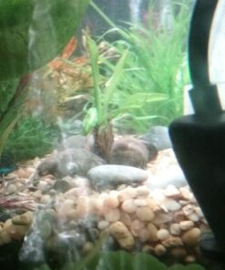 Aponogeton Ulvaceus Bulb - Aquarium Plant for Aquariums with temperatures Under 72F 38 71W7qyQKAL