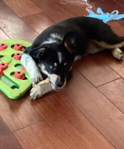 Nylabone Healthy Edibles All-Natural Long Lasting Bacon Flavor Chew Treats 1 count pack of 3 Bacon Small/Regular Small Treats for Dogs Up to 25 lbs. 3 Bacon Dog Treats 30 71W8l9gQ eL