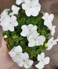 Miracle-Gro Water Soluble All Purpose Plant Food 5 lb. 1 Pack 53 71W9nuOkVJL