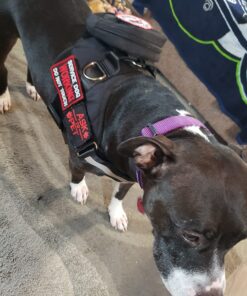 EXPAWLORER Upgraded No Pull Dog Harness with Leash Set - Adjustable Reflective Dog Vest Harness with 3 Drings, Easy Control Handle, Hook and Loop Panel, for Medium Large Dogs Black X-Large 23 71W9upYgZUL