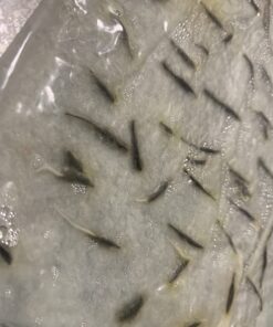 Big Pack - Cosmos USA Mix (8,000+) Flower Seeds By MySeeds.Co (Big Pack - Cosmos Mix) 39 71WAIsfqf7L