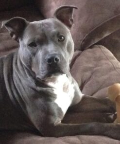 Nylabone Power Chew Knuckle Bone Big Dog Chew Toy Knuckle Chicken XX-Large/Monster (1 Count) XX-Large/Monster (1 Count) Natural 30 71WBnNrLyL