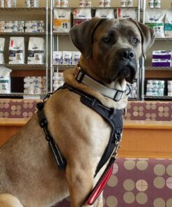 rabbitgoo Dog Harness, No-Pull Pet Harness with 2 Leash Clips, Adjustable Soft Padded Dog Vest, Reflective No-Choke Pet Oxford Vest with Easy Control Handle for Large Dogs, Black, XL X-Large 53 71WCdNh eYL