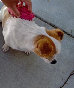 KONG - ZoomGroom - Dog Brush for Grooming and Shampooing - Red Brush for Large Dogs Standard Packaging 36 71WGGqerL