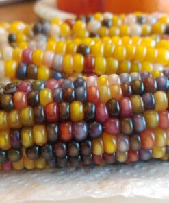 Glass Gem Indian Corn Heirloom Seed - The Most Beautiful Corn in the World! 35 71WJ Hs9pwL