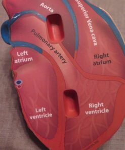 Learning Resources Cross-Section Human Heart Model, Large Foam Classroom Demonstration Model, 2Piece, Grades 2+, Ages 7+ Multi-color, 5 x 5 x 5 inches 28 71WMeciSfEL