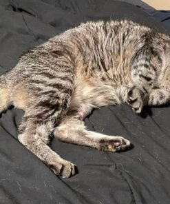 SHEBA PERFECT PORTIONS Cuts in Gravy Adult Wet Cat Food Tray, Delicate Salmon and Tender Whitefish & Tuna Entrée, Twin-Pack - 12 Count (Pack of 2) 12 Count (Pack of 2) 29 71WOTvl1x5L