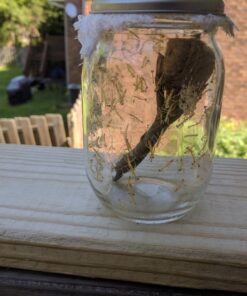 Praying Mantis adults Case with Hatching Habitat Bag - 2 Praying Mantids Egg Cases 2 Pod Habitat Bag 21 71WOfp8XISL
